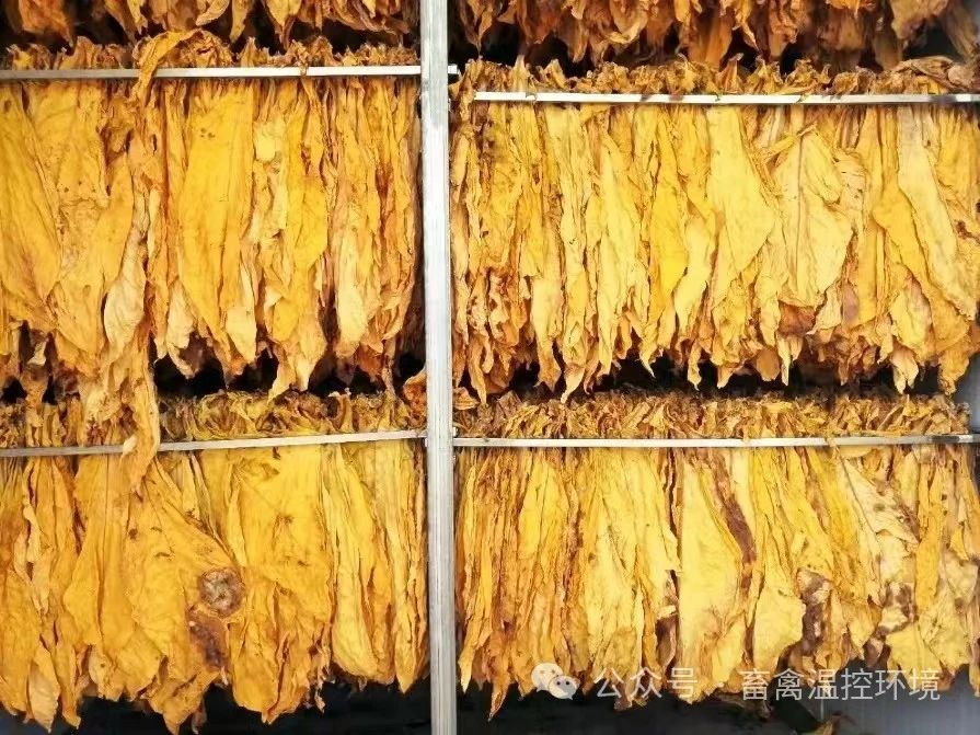 遵義播州：某烤煙示范基地采用空氣源熱泵技術(shù)，解決常規(guī)烤房大量用電、溫度調(diào)節(jié)不便、勞動強度大等問題